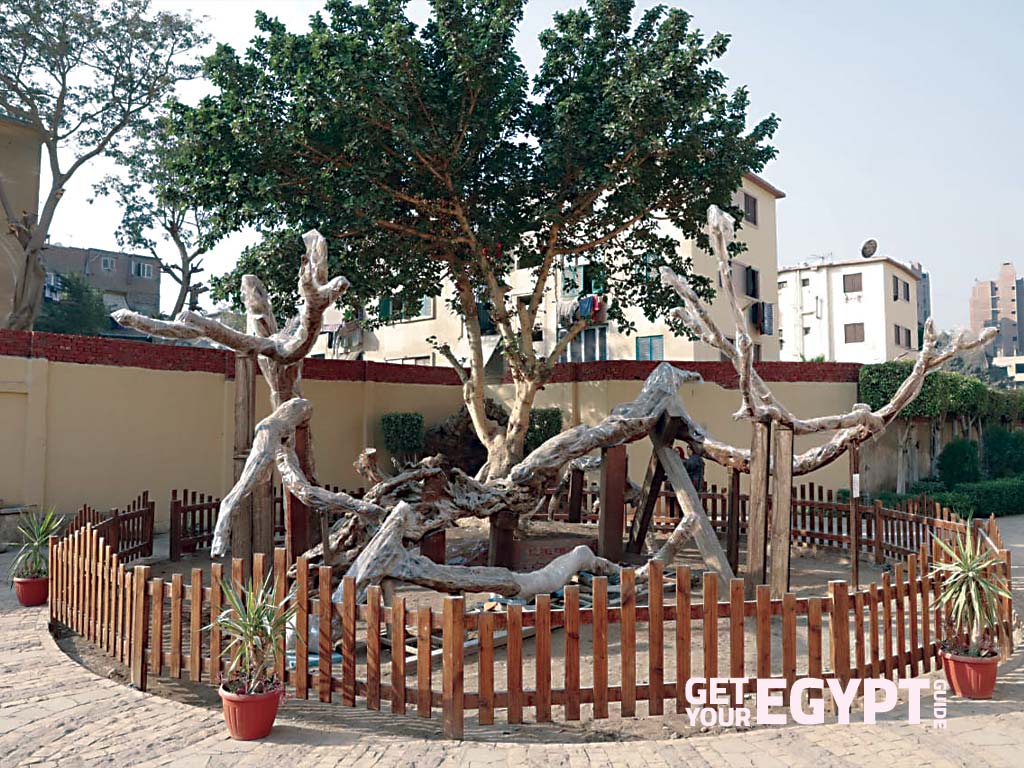 Marys_tree_getyouregyptguide_06